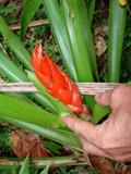 Guzmania berteroniana